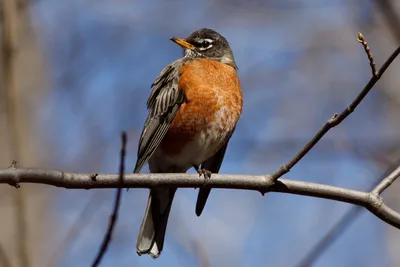 Songbirds Are Dying Across the Eastern U.S. and Scientists Can’t Figure Out Why