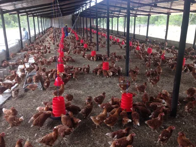 Plan hatched to save Zimbabwe seminary using chickens | Baptist Press