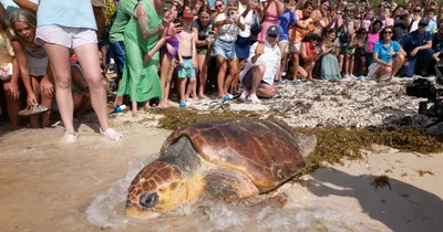 Huge, Old Sea Turtle Returns to Atlantic after Rescue, Rehab
