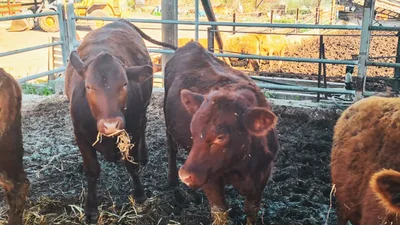 Prophetic Anticipation Builds: Unblemished Red Heifers for Temple Ceremony Soon Come of Age
