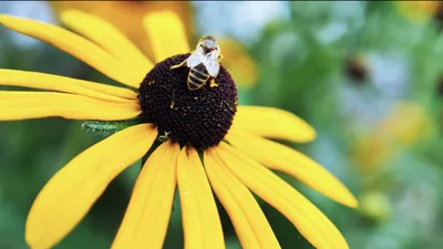 Backyard Beekeeping: Helping Honey Bees Do Their Important Job of Pollination