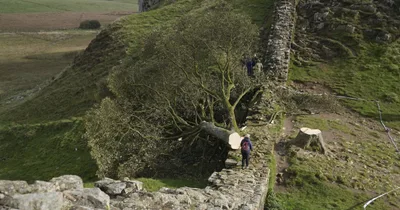 Sycamore Gap Tree-Cutters Get Four-Year Prison Terms
