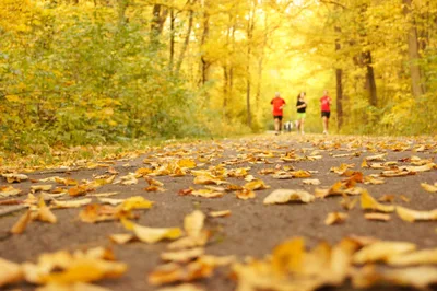 Into the Woods: Parent Like a Cross Country Coach