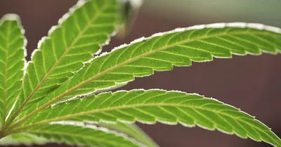 New study suggests link between cancer and marijuana usage