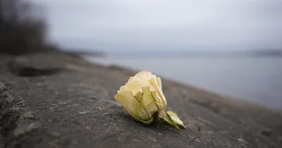 Most victim bodies recovered, identified at Potomac collision