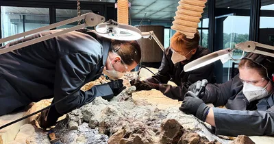 Volunteers help uncover massive prehistoric skeleton