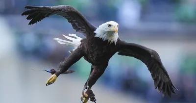 After Nearly 250 Years, Bald Eagle Now Official U.S. Bird