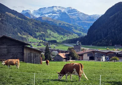 Farmers’ church in Switzerland adapts worship to agricultural life