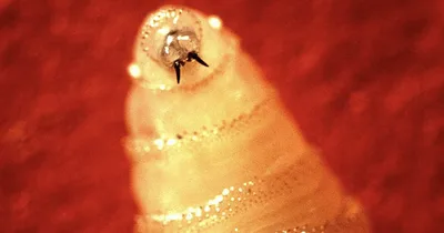 New World screwworm outbreak nears U.S. border