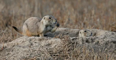 Colorado public health officials confirm human case of plague