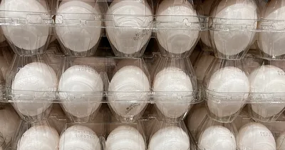 USDA Blames Higher Egg Prices on Bird Flu Concerns