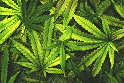 Oklahoma Voters Reject Marijuana Legalization