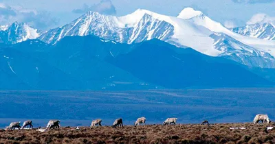 Biden cancels oil and gas leases in Alaska’s Arctic Refuge.