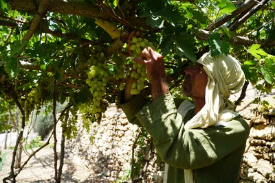 Nazareth Village brings Bible to life in Jesus’ hometown, looks ahead to expansion