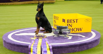 Doberman is Best in Show at 150th Westminster Dog Show