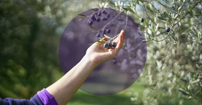 Faith Like an Olive Tree