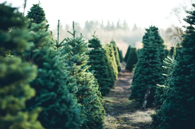 No, Christmas Trees Don’t Have ‘Pagan’ Roots