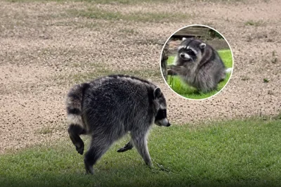 The Internet's New Obsession Is a Round Raccoon Named Jimothy - RELEVANT