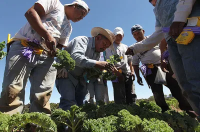 Evangelical body welcomes US pause on deporting immigrant laborers in agriculture and hospitality