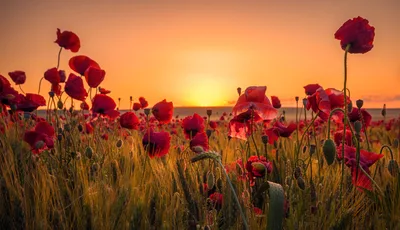 Don't let the tall poppy syndrome ruin your experience of the Kingdom of God