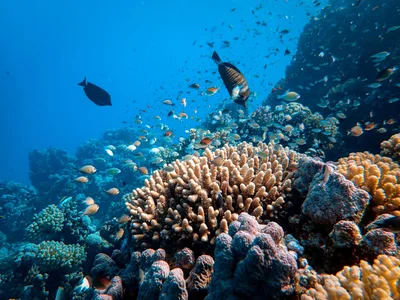 Scientists Find Far More Climate-Resilient Coral Reefs Than Previously Thought