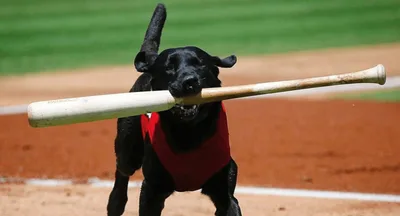 Meet Finn the Bat Dog, Who Loves Baseball and Also Loves You, Probably