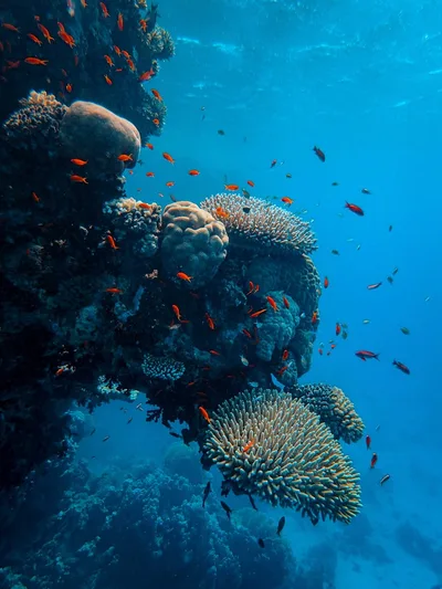 What hope is there for the conservation and restoration of God's creation?