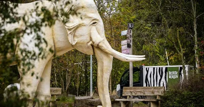 Dutch zookeeper dies after leopard attack