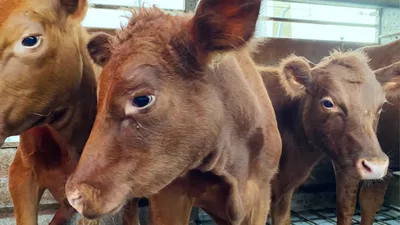 Texas Red Heifers' Arrival Stirs Prophetic Excitement in Israel