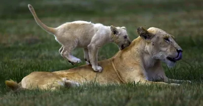 Indiana sheriff deputies search for lions reported loose