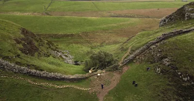 Two Men Convicted of Cutting Down England’s Iconic Sycamore Gap Tree