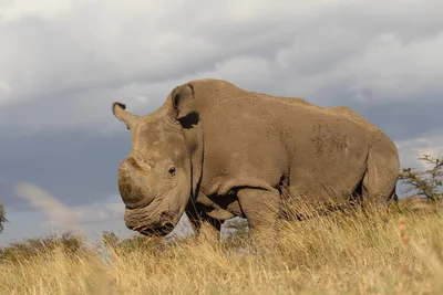 The Only Male Northern White Rhino Left In the World Is Dying - RELEVANT