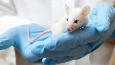 Israeli Scientists Say Breast Cancer Relapse in Mice Sharply Reduced by Adding Anti-Inflammatory to Chemo