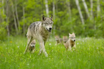 Trump Has Stripped Protections From America’s Gray Wolves