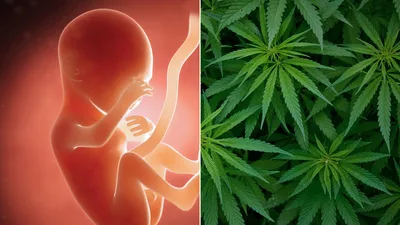 Ballot Battles: Abortion Access Approved by Voters in These States, but Marijuana Votes Were Mixed