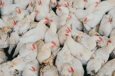 Free Speech in a House Full of Chickens