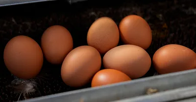 USDA Temporarily Allows New Avian Flu Vaccine for Chickens