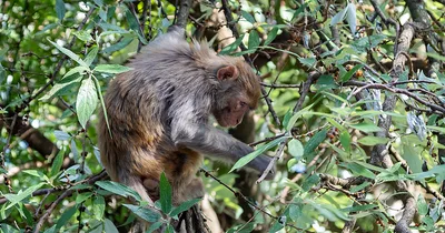 South Carolina police assist in corraling escaped lab monkeys