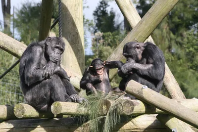 Zombie Science: Humans Share 99% of DNA with Chimpanzees?