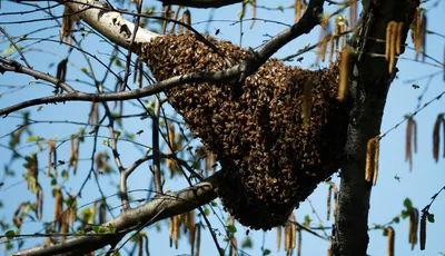 The great bee hug and the power of supportive communities