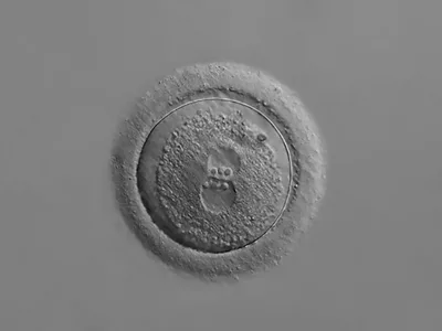 Experts respond to Biden: Biology and theology agree, human life begins at conception