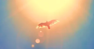 Come, Thou Long-Expected Spirit