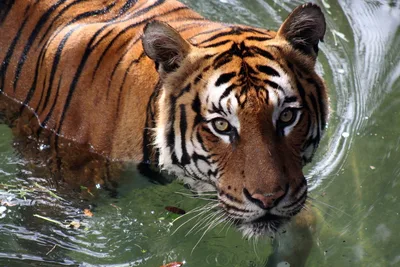 Animal conservation belongs in a Christian worldview