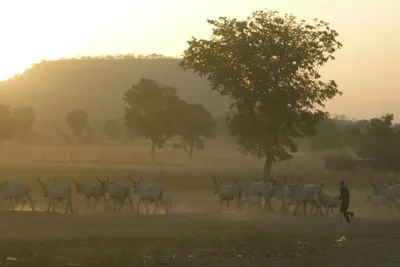 'Fulani association' warns Christians in Nigerian state to close churches or risk attacks