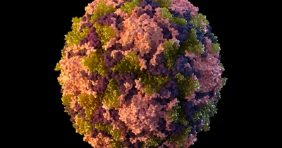 First US Polio Case in Nearly a Decade Reported