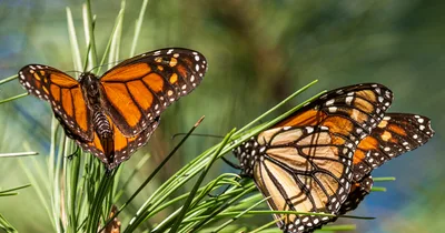 Monarch butterflies listed as “endangered”