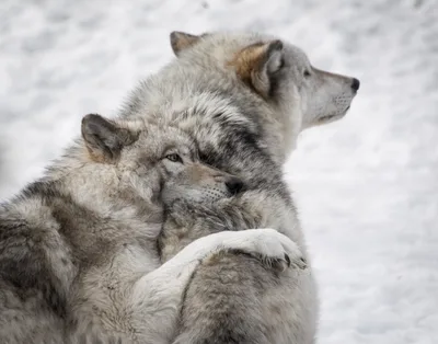 The Church has let the wolves creep in