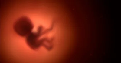 S.D. Pro-Lifers Challenge Radical Abortion Ballot Measure