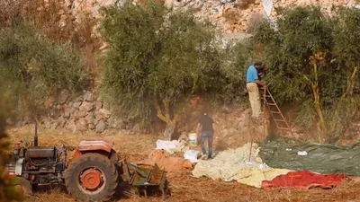 Israeli Scientists Discover Olives Were First Domesticated in Jordan Valley 7,000 Years Ago