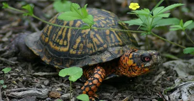Chinese Man Charged with Trying to Smuggle Eastern Box Turtles